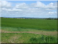 Crop field off Elemore Lane