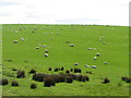 ST1390 : Sheep on a hill near Llanbradach by Gareth James