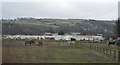 Horses and Prethaven Sands Holiday Village