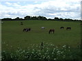 Grazing, Seaton Bank Top