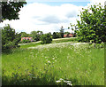 Meadow by South Walsham Broad