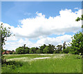 Hay meadow by South Walsham Broad