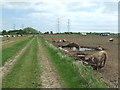 Footpath And Pigs