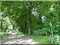 Tree-lined footpath to The Elms