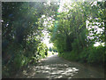 Sunbeams breaking through the tree cover at Oxen Covert