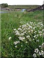 Scurvy Grass near High Plains Lodge