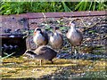 SD7807 : Young Coots, Manchester, Bolton and Bury Canal at Radcliffe by David Dixon