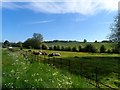 Cows chewing the cud near to Whitwell