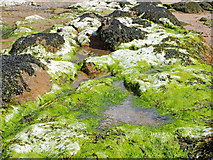 NH7358 : Seaweeds at Rosemarkie by Julian Paren