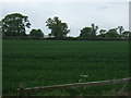 Crop field, Twycross