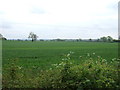 Crop field south of Cinder Lane