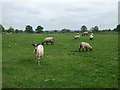 Sheep grazing, Newton Regis