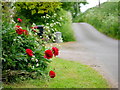 Paeonies at Winter