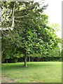 Horse Chestnut Tree at Highfield Residential Home