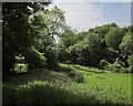 Bridleway near Batches Wood