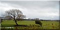 Windblown trees