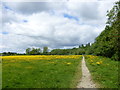 Buttercups at Hambrook Marshes, Canterbury