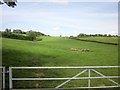 Cattle pasture near Butcombe