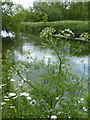 The  Great Stour, Canterbury