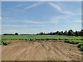 Potatoes not yet in flower