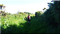 Walking a walled path on Lleyn in May