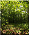 Closed Tree Canopy in Magpiery Wood