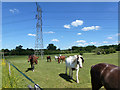 Horses and a pylon