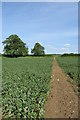 Footpath towards Great Wood