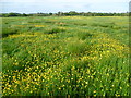 Buttercup filled meadow on the Wealdway