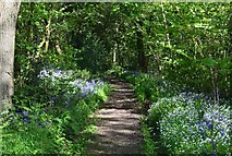 SU3453 : Bluebells and stitchwort, Tangley, Hampshire by Oswald Bertram