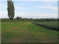 TL9834 : Wheat field margin near sewage works, Stoke by Nayland by Roger Jones