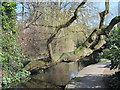 Tree overhanging the "New River" east of Willow Bridge Road, N1