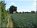TL7938 : Wheat field, near Tucklands Farm, Gestingthorpe by Roger Jones