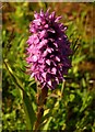 SX9066 : Southern marsh orchid, Nightingale Park by Derek Harper