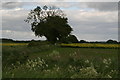 Drain Lane, Bursea: emerging crop