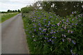 Comfrey by Drain Lane, Bursea