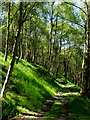 Footpath through woodland in Cragg Vale