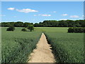 Footpath through wheat field, near Kendallscroft Grove, Castle Hedingham