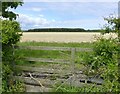 Field cut for silage