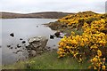 NC6259 : Whin luxuriant at Lochan Dubh by Alan Reid