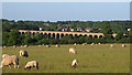 TL8927 : Sheep near Chappel Viaduct by Roger Jones