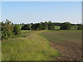 Arable field margin, south of Colchester Road, Wakes Colne