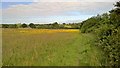 Meadow by path from Billericay to Mount Nessing church