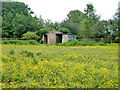 Small building in buttercup-ridden pasture