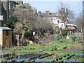 Allotments by the path between Green Lanes and Clissold Crescent, N16 (3)