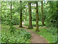 Oaks in Fir Spring