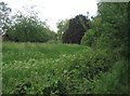 Lush summer growth - Cove Brook