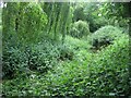 Lush summer growth - Cove Brook