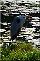 Grey Heron, Sankey Valley Park #2