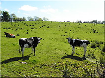 H5375 : Cows, Drumnakilly by Kenneth  Allen